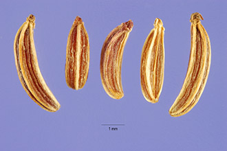 معرفی و راهنمای پرورش گیاهان دارویی - زیره سیاه